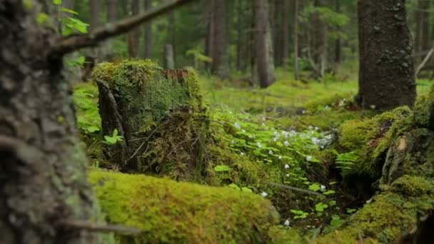 Viejos muñones musgosos en el bosque de primavera — Vídeo de stock