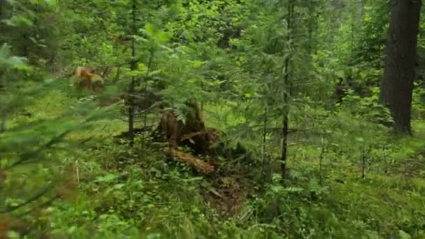 Vandring genom skog på sommaren — Stockvideo