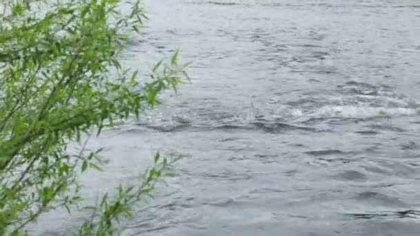 Saule au bord de la rivière — Video