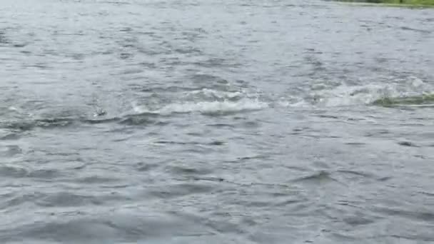 Courant rapide de la rivière en journée d'été — Video
