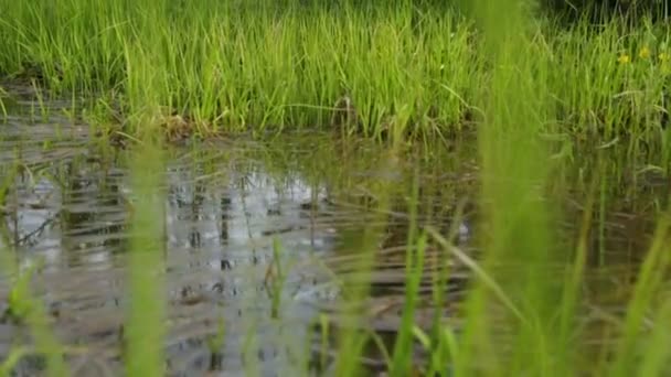 Swamp area in summer — Stock Video