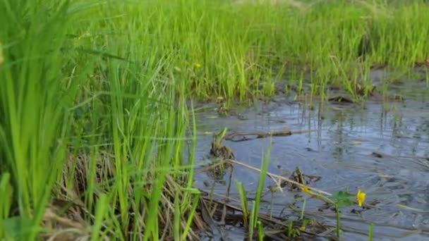 Swamp area in summer — Stock Video