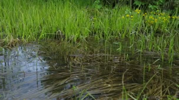 Swamp περιοχή το καλοκαίρι — Αρχείο Βίντεο