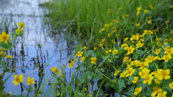 夏の湿地帯 — ストック動画