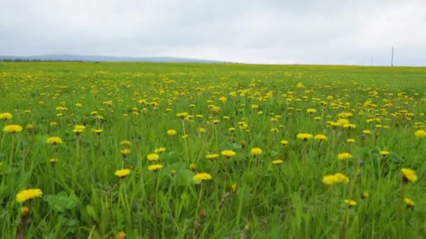 Dandelion łąka lato dzień widok — Wideo stockowe