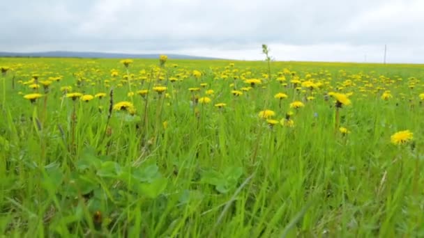 Löwenzahn Wiese Sommer Tag Ansicht — Stockvideo