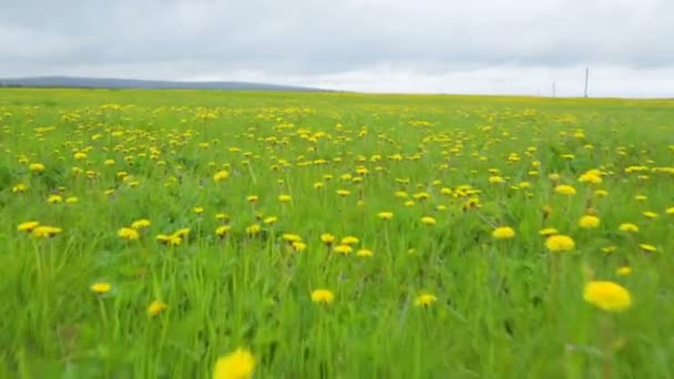 Löwenzahn Wiese Sommer Tag Ansicht — Stockvideo