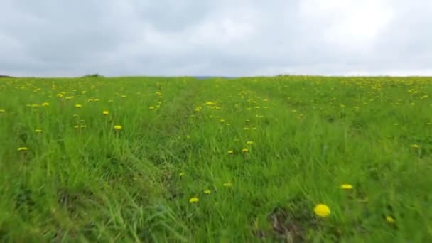 Dandelion łąka lato dzień widok — Wideo stockowe