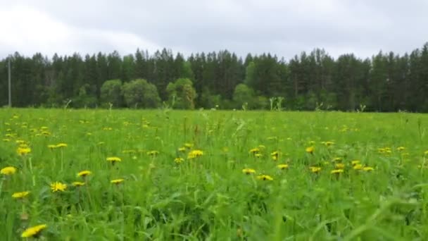 Dandelion łąka lato dzień widok — Wideo stockowe