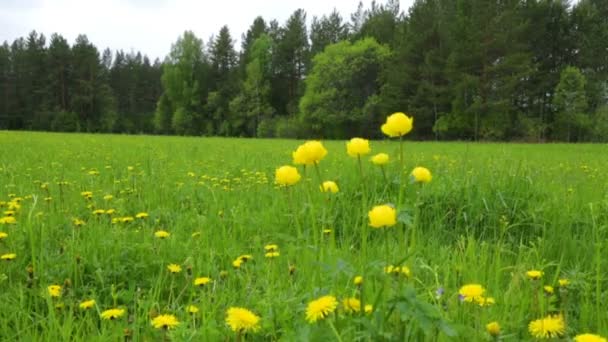 Flores amarelas no campo de verão — Vídeo de Stock