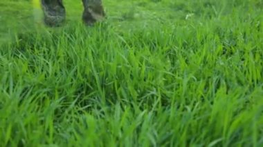 İnsanoğlu karahindiba otlağını biçiyor.