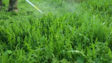 İnsanoğlu karahindiba otlağını biçiyor.