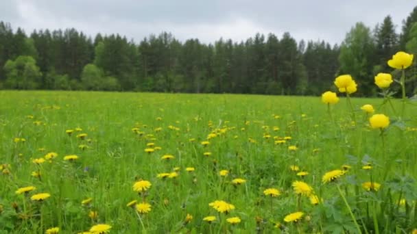 Žluté květy na letním poli — Stock video