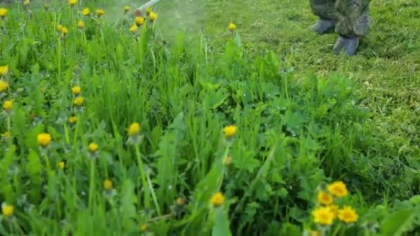 人类正在蒲公英的草地上割草 — 图库视频影像