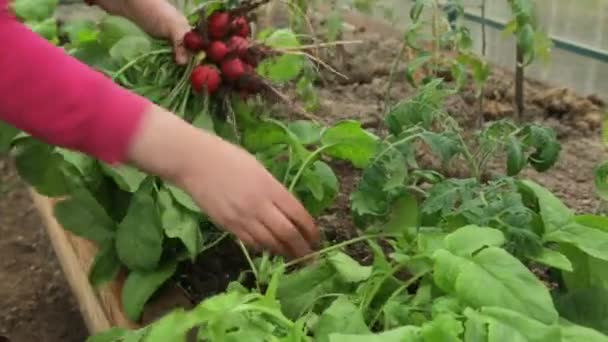 Mujer tirando de rábano rojo — Vídeo de stock