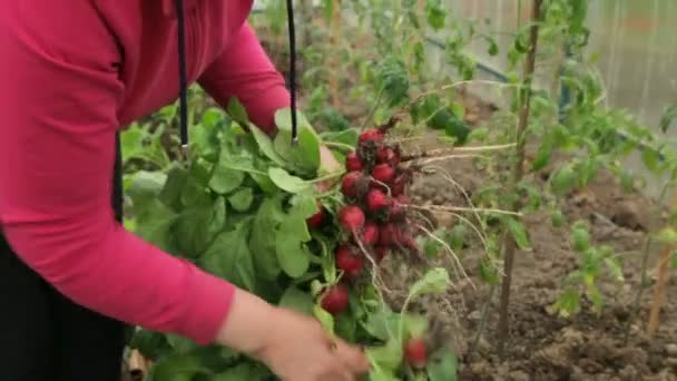 Mujer tirando de rábano rojo — Vídeo de stock