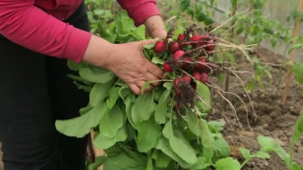 Žena držící červenou ředkvičku v rukou — Stock video