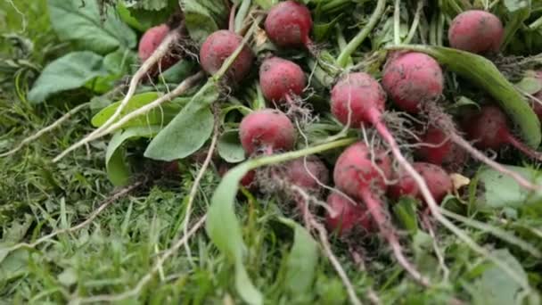 Bouquet de radis rouge sur l'herbe — Video