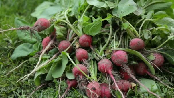 Bunch of red radish on grass — Stock Video