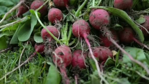 Bunch of red radish on grass — Stock Video