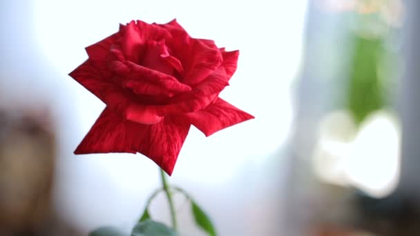 Einsame rote Rose auf Fensterhintergrund — Stockvideo