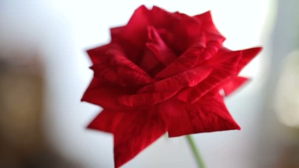 Rosa roja solitaria sobre fondo de ventana — Vídeos de Stock