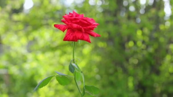 Jednotlivá červená růže rostoucí v zahradě — Stock video