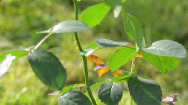 Einzelne rote Rose wächst im Garten — Stockvideo