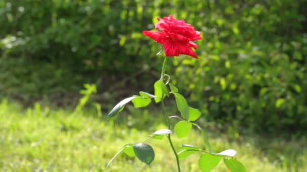 Einzelne rote Rose wächst im Garten — Stockvideo