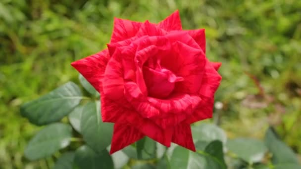 Single red rose growing in garden — Stock Video