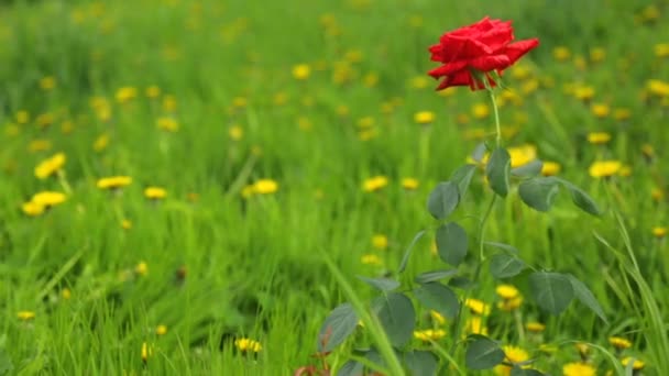 Einzelne rote Rose wächst auf Löwenzahnwiese — Stockvideo