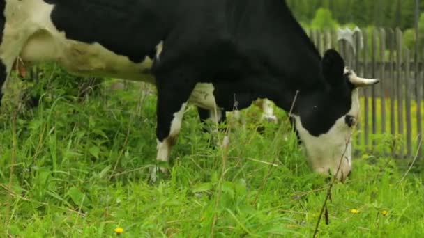 Vacas pastando en el campo — Vídeo de stock