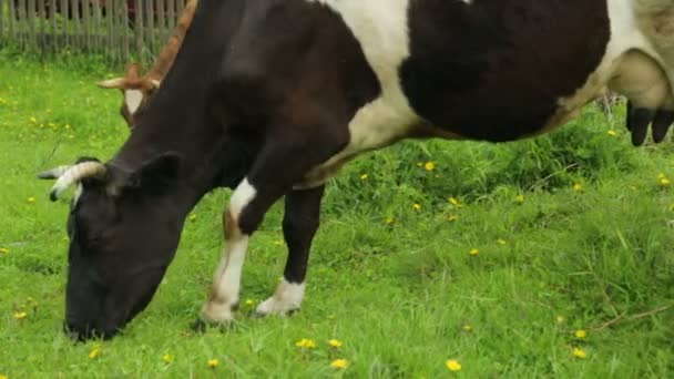 Vaches broutant sur le champ