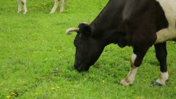 Vacas pastando en el campo — Vídeo de stock