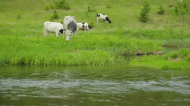 Çayırda otlayan inek sürüsü