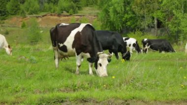 Çayırda otlayan inek sürüsü