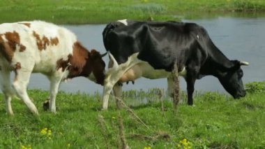 Meadow 'da otlayan inek