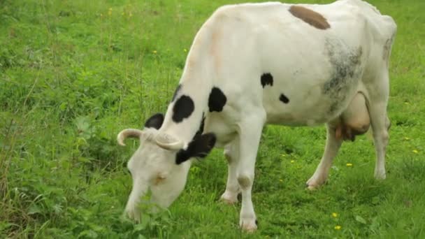 Cow grazing on field — Stock Footage Cow grazing on field Royalty Free Stock Footage