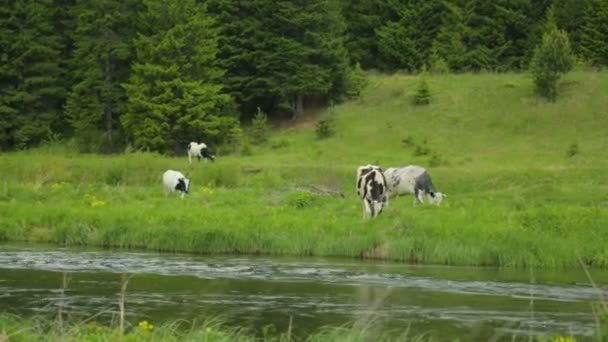 Besättning av kor som betar på äng — Stockvideo