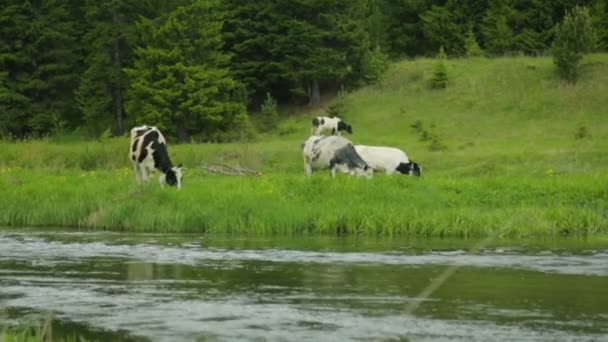 Kawanan sapi merumput di padang rumput — Stok Video