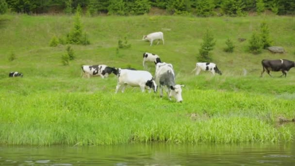 Troupeau de vaches broutant sur la prairie — Video
