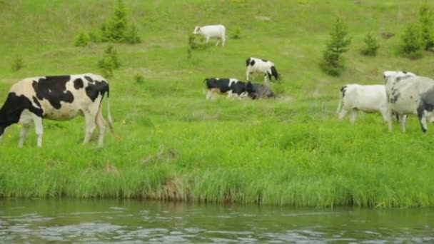 Troupeau de vaches broutant sur la prairie — Video