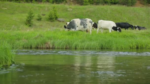 Herd koeien grazen op weide — Stockvideo