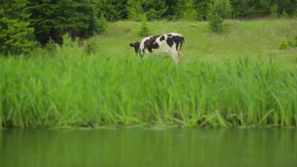 Vaca pastando en el prado — Vídeos de Stock
