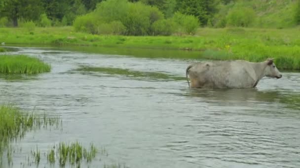 Vacas cruzando el río — Vídeos de Stock