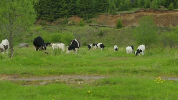 Herd koeien grazen op weide — Stockvideo