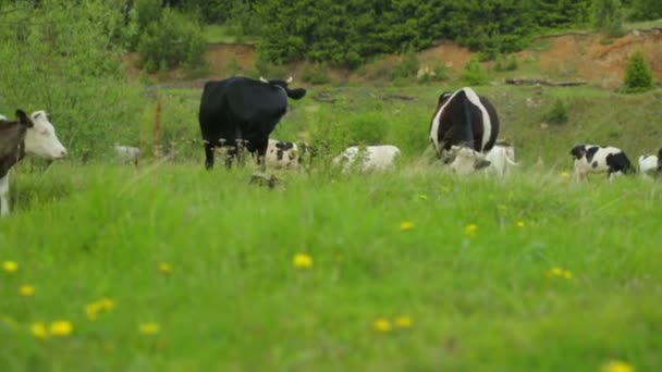 Besättning av kor som betar på äng — Stockvideo