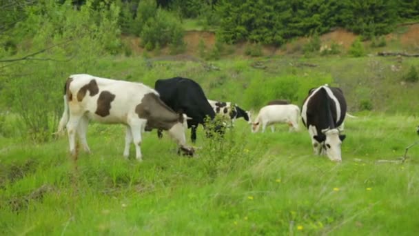 Troupeau de vaches broutant sur la prairie 