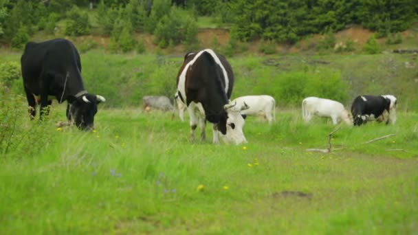 Troupeau de vaches broutant sur la prairie 
