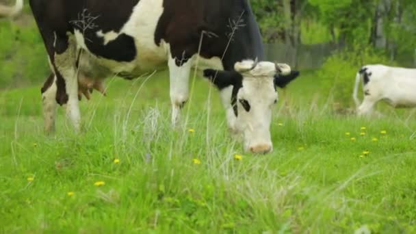 Troupeau de vaches broutant sur la prairie — Video